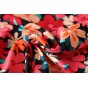 coton fleuri - rouge